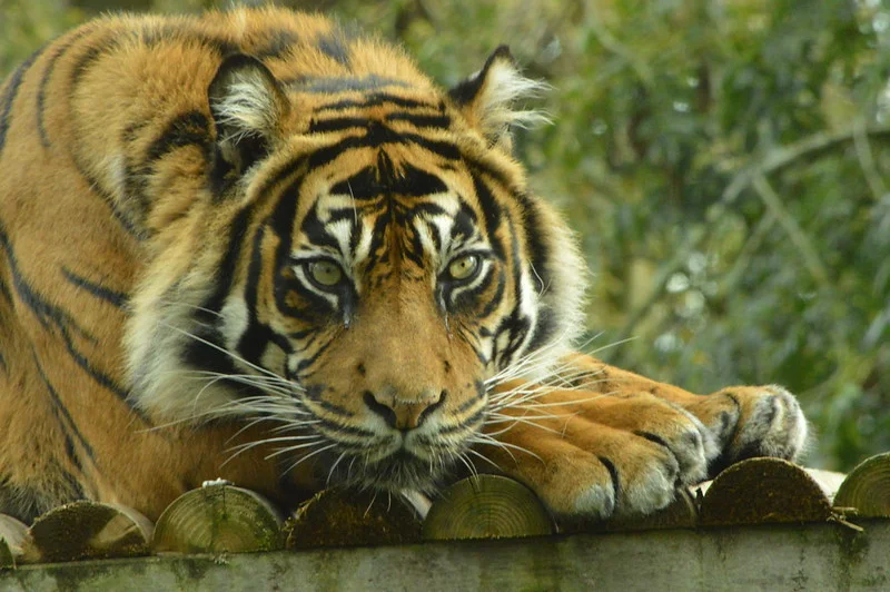 A tiger lying down, staring intently, with a background of blurred foliage.