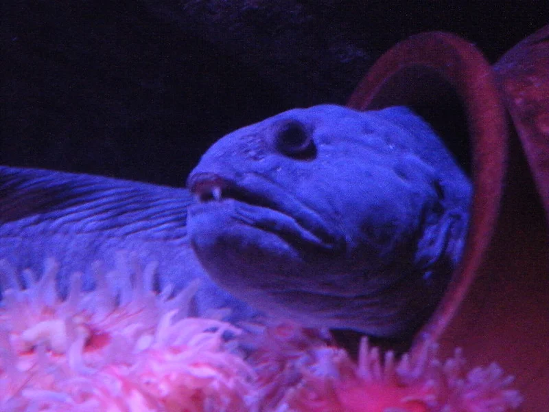 Close-up of a wolf eel partially inside a pipe, surrounded by pink anemones.