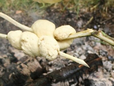 1 Hour Bushcraft Session in Northumberland