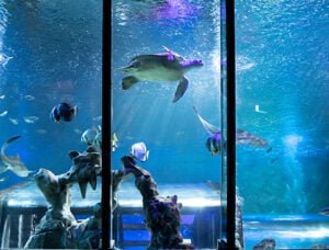 SEA LIFE Blackpool 1 Large aquarium with a sea turtle swimming in the centre and various fish around it.
