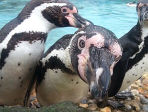 Three penguins near water, with one penguin close-up, looking directly at the camera.