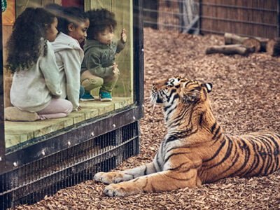 Chessington World of Adventures Resort