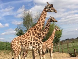 Three giraffes standing outdoors on a sunny day with a tree and a fence in the background.