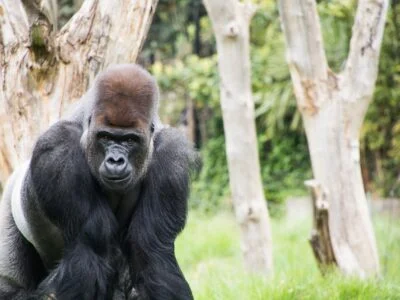 London Zoo
