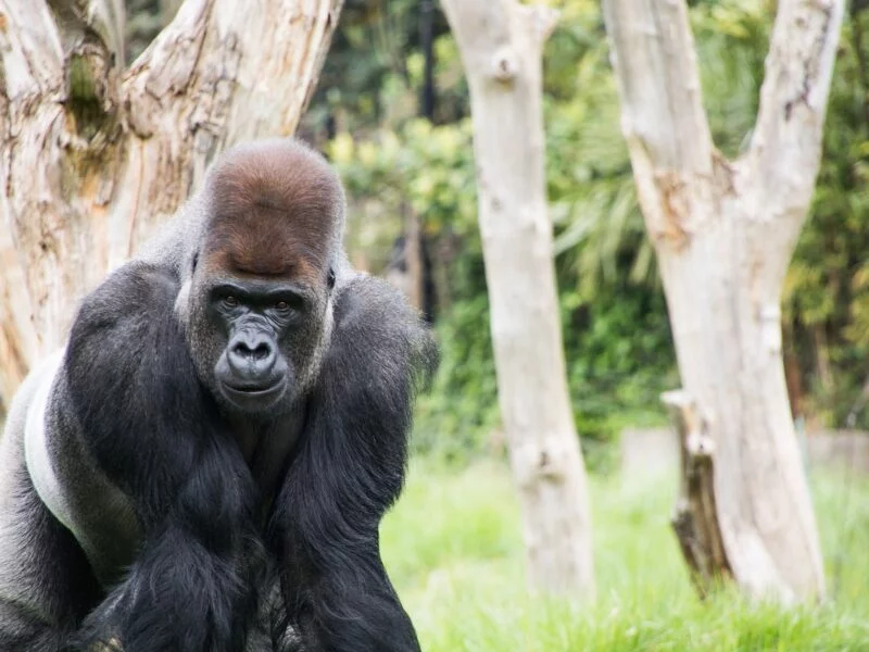 London Zoo