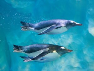 Two penguins swimming underwater.