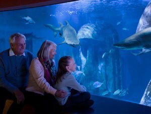 A man, woman, and child sit together in front of an aquarium tank, watching various fish and a shark swim.