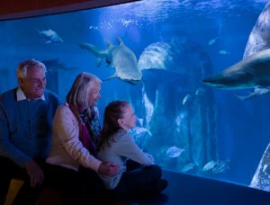 SEA LIFE London 2 A man, woman, and child sit together in front of an aquarium tank, watching various fish and a shark swim.