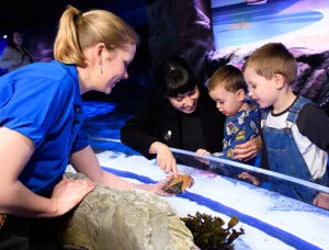 SEA LIFE London 4 A woman in a blue shirt supervising as a woman and two children touch a starfish in an aquarium petting tank.