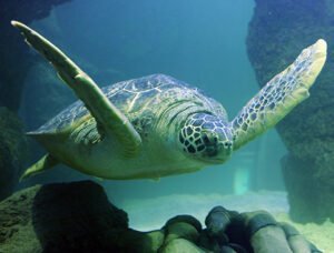 Sea turtle swimming underwater between rocks.