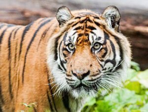 Tiger standing in greenery, with a focused gaze.