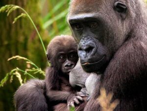 Adult gorilla holding a baby gorilla in its arms, surrounded by green foliage.