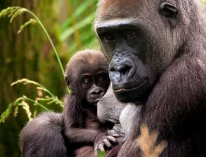 London Zoo 1 Adult gorilla holding a baby gorilla in its arms, surrounded by green foliage.