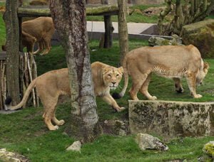 Two lions strolling in an enclosure with trees and rocks.