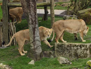 London Zoo 2 Two lions strolling in an enclosure with trees and rocks.