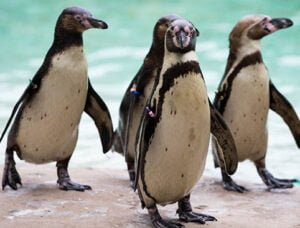 Four penguins standing on a rocky surface near the water.